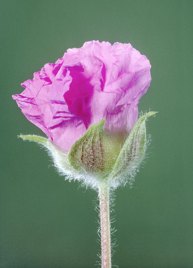 Rockrose Flower #1 Photograph by Perennou Nuridsany