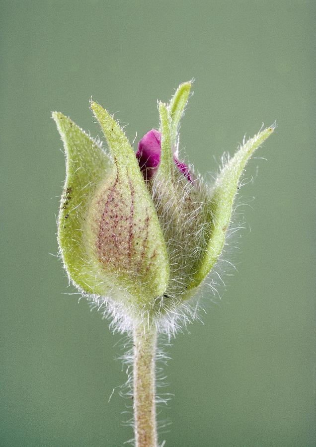 Rockrose Flowerbud #1 Photograph by Perennou Nuridsany