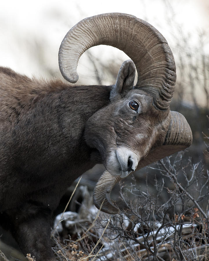 Rocky Mountain Big Horn #1 Photograph by Gary Langley