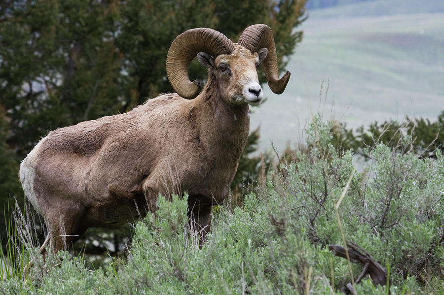 Rocky Mountain Bighorn Sheep Ram Photograph by Ken Archer - Fine Art ...