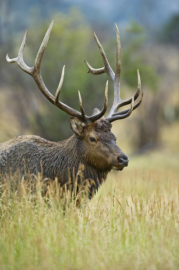 Rocky Mountain Bull Elk #2 Photograph by Gary Langley