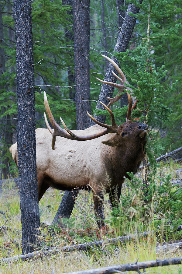 Rocky Mountain Bull Elk Photograph by Ken Archer - Fine Art America