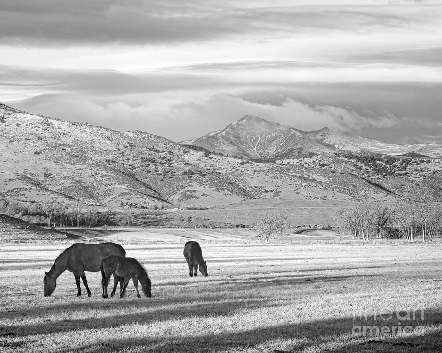 Landscape Photograph - Rocky Mountain Colorado Country Morning BW #1 by James BO Insogna