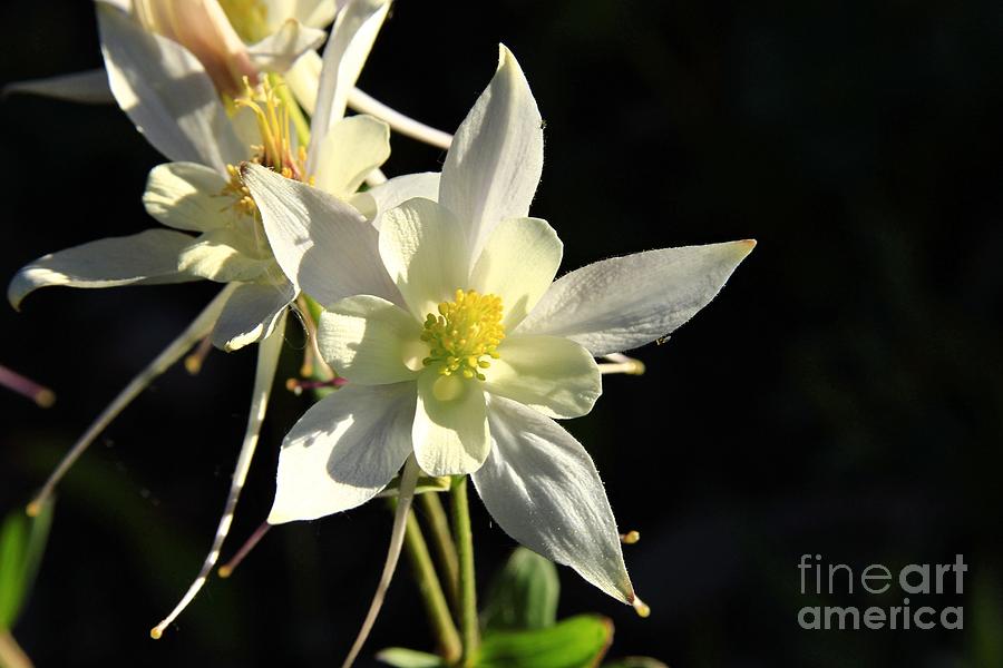 Rocky Mountain Columbine #1 Photograph by Roxie Crouch
