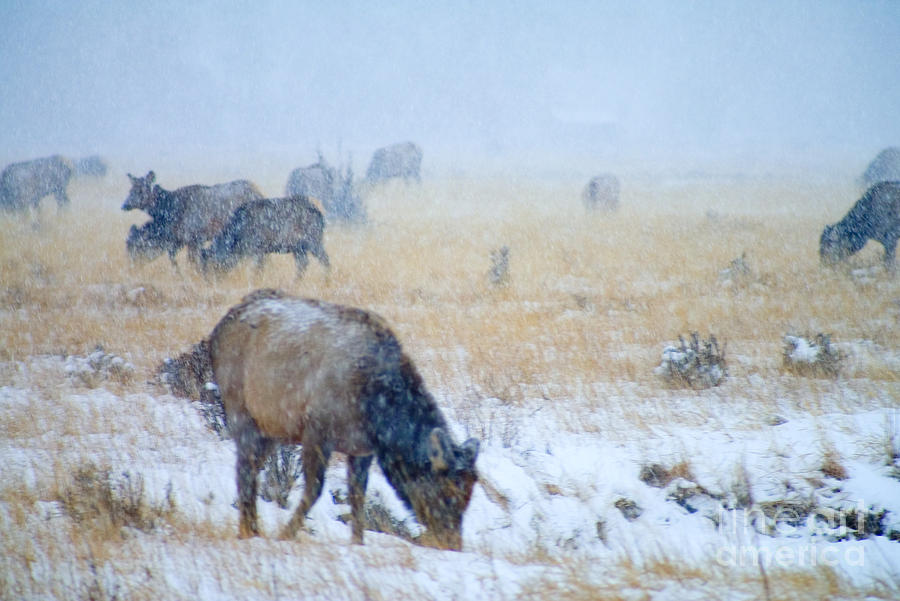 Rocky Mountain Elk Herd Photograph