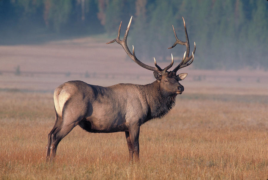Rocky Mountain Elk #1 Photograph by Phil A. Dotson