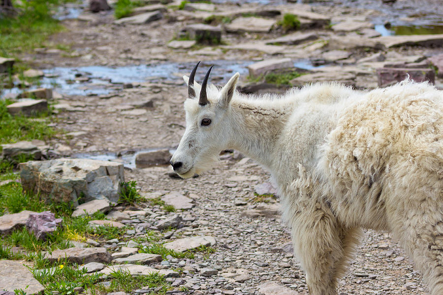 Rocky Mountain Goat #1 Photograph by Kathleen Bishop