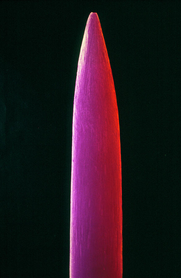 Rod Shaped Bacteria On Household Pin Photograph By Dr Tony Brain And David Parker Science Photo