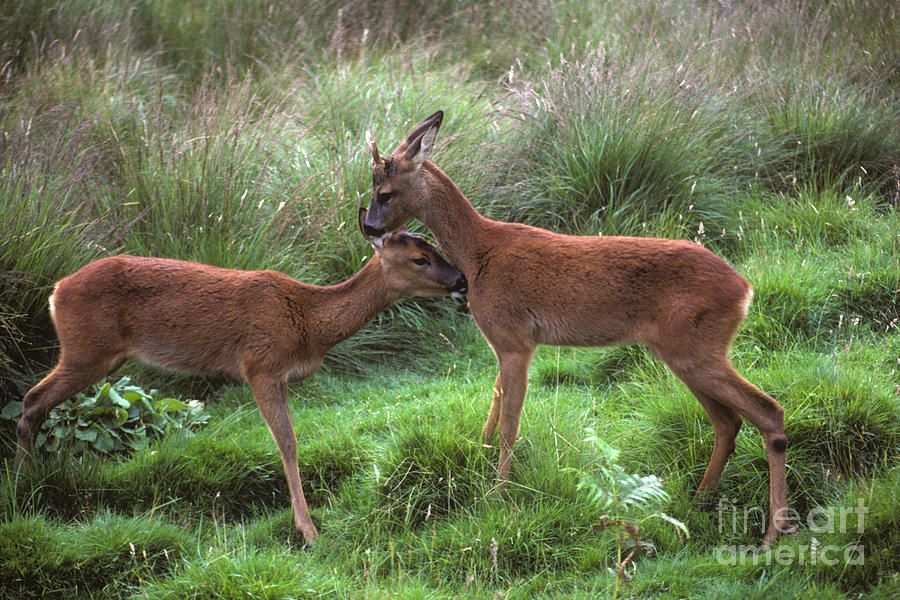 Roe buck and doe  Photograph by Phil Banks