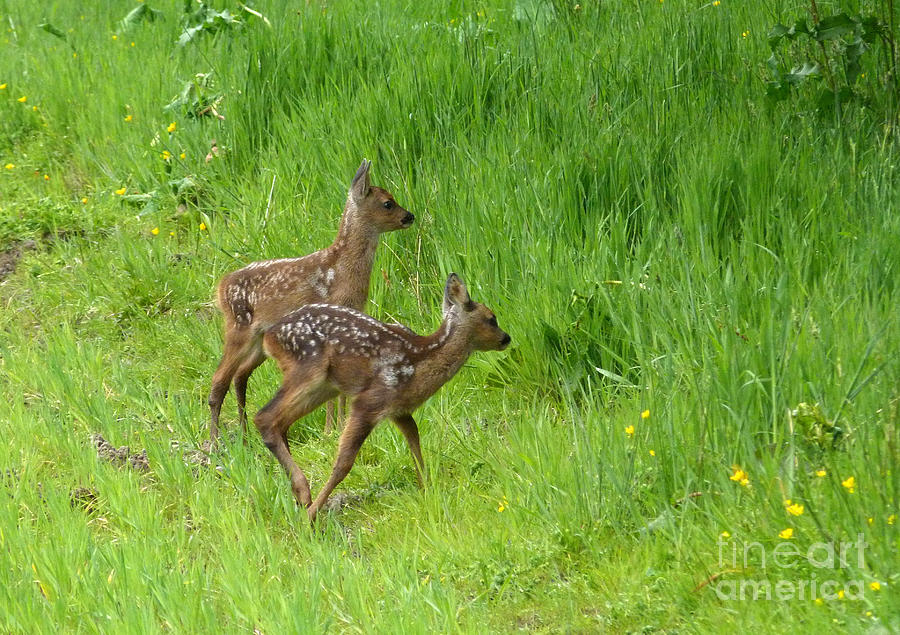 Roe Deer Fawns Photograph by Phil Banks