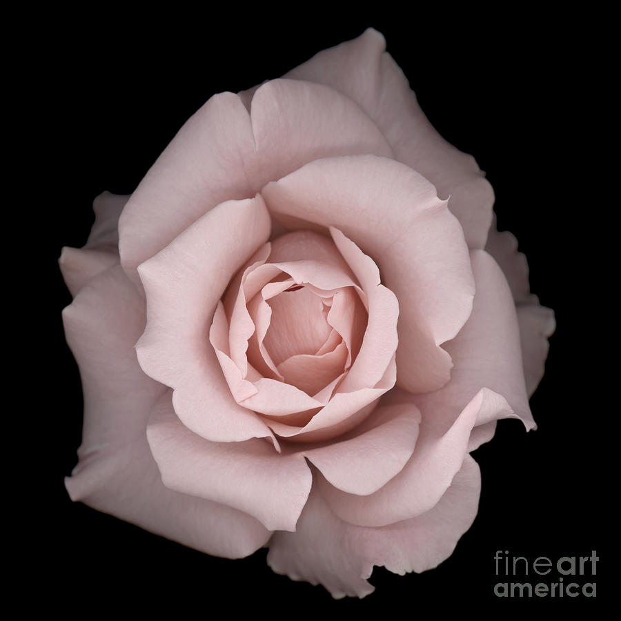 Spring Photograph - Romantic Pink Rose #1 by Oscar Gutierrez