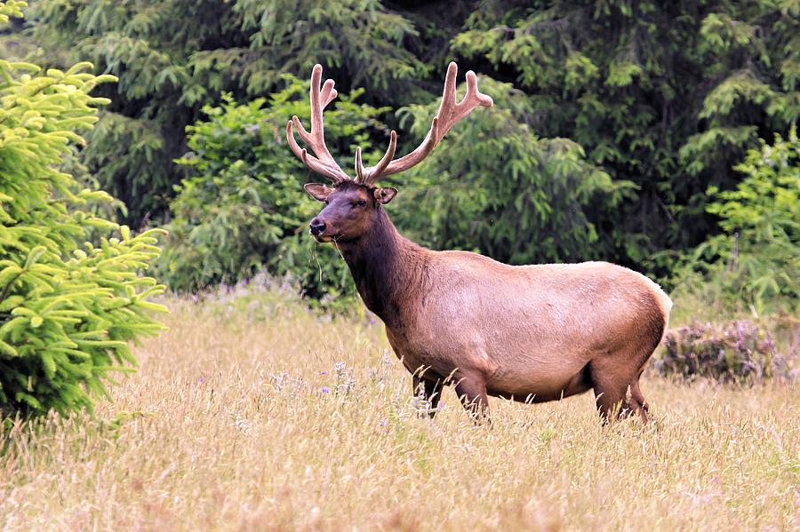 Roosevelt Elk #1 Photograph by Roxie Crouch