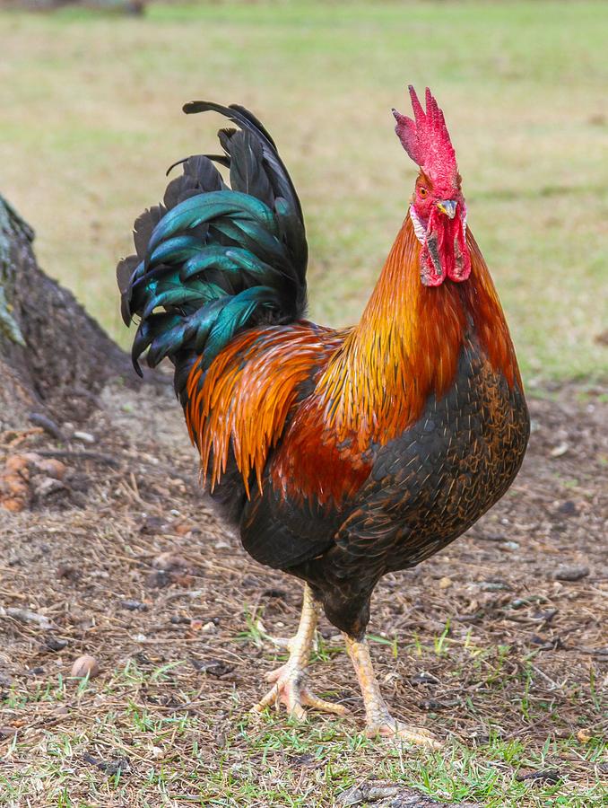 Rooster Painting by Brad Fuller - Fine Art America