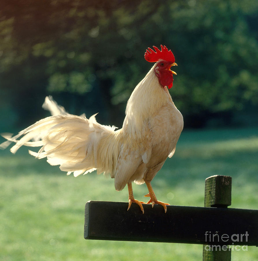 Rooster Crowing #1 Photograph by Hans Reinhard