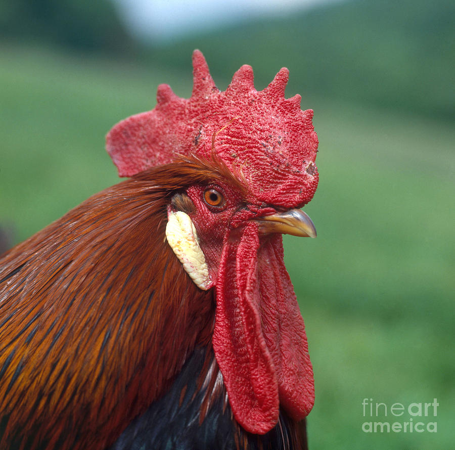 Rooster #1 Photograph by Hans Reinhard
