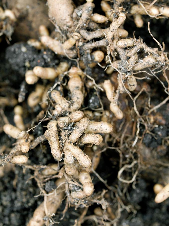 Roots And Nitrogen-fixing Nodules #1 Photograph by Dr Jeremy Burgess/science Photo Library