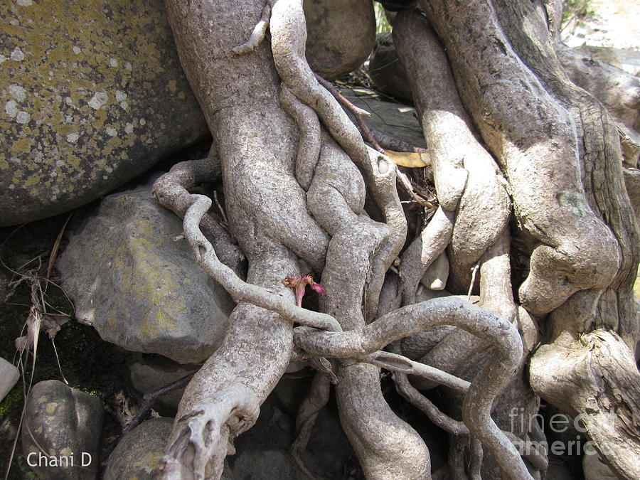 Roots #1 Photograph by Chani Demuijlder