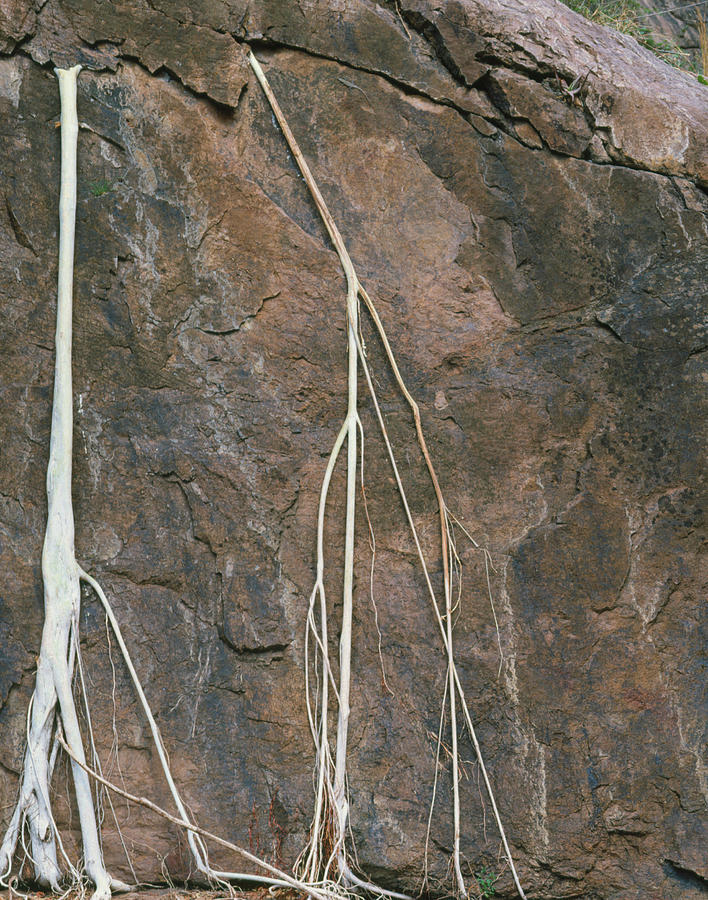 Roots Of The Rock Fig #1 Photograph by Sinclair Stammers/science Photo Library.
