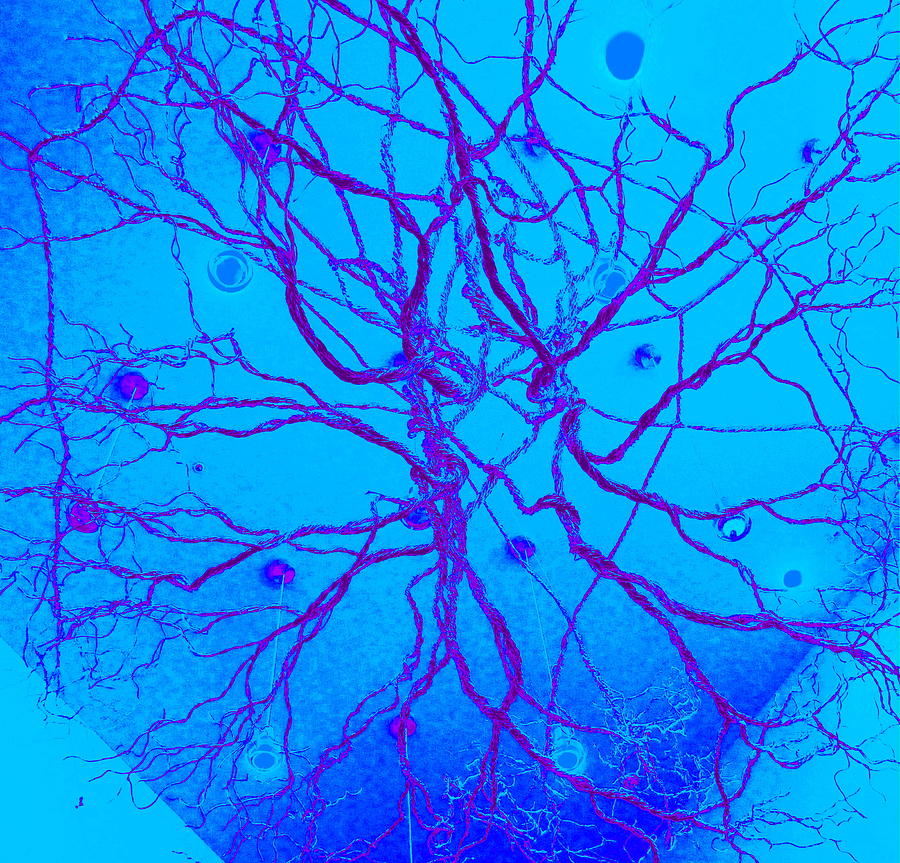 Tree Digital Art - Roots #1 by Randall Weidner