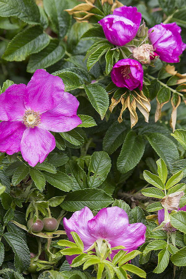 Rosa rugosa Yarmouthport flower #1 Photograph by Cathy Anderson