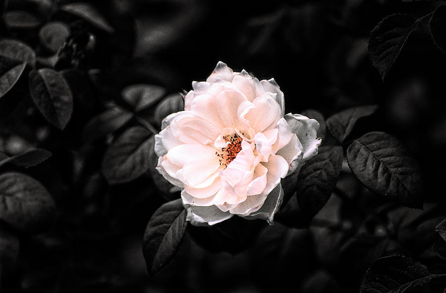 Rose 1 #1 Photograph by Jeremy Herman