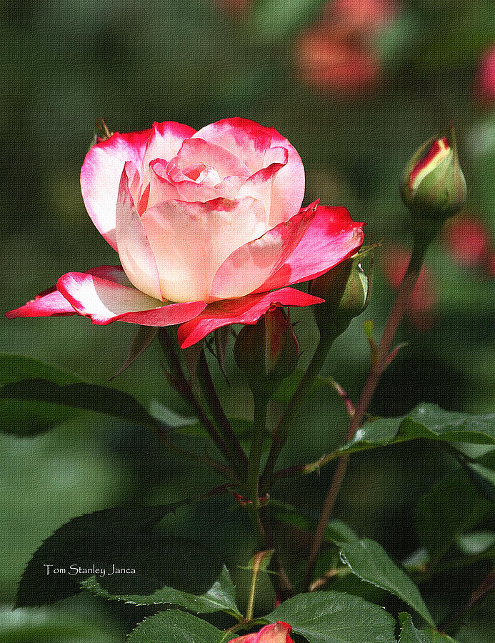 Rose And Bud At MCC #1 Photograph by Tom Janca