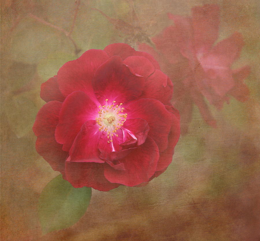 Rose #1 Photograph by Angie Vogel
