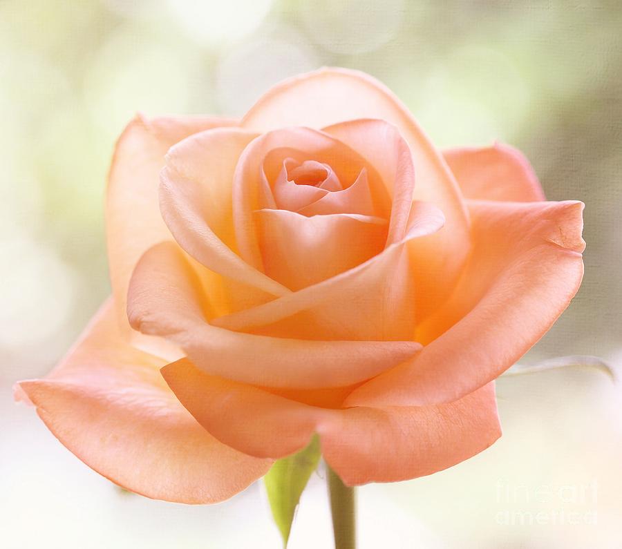 Rose Photograph - Rose beauty #1 by LHJB Photography
