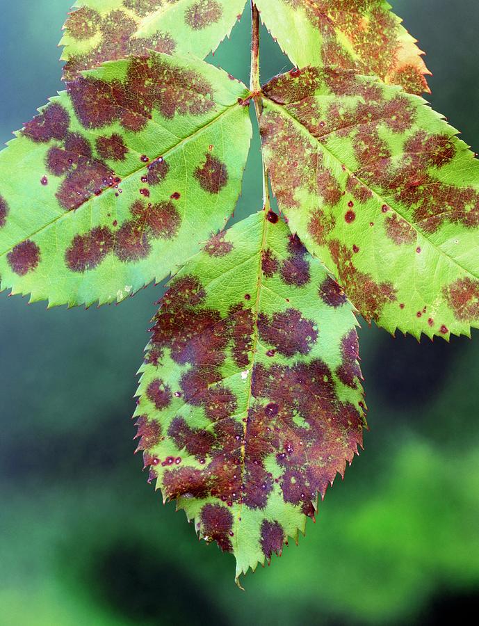 Rose Black Spot Photograph by Geoff Kidd/science Photo Library - Fine ...