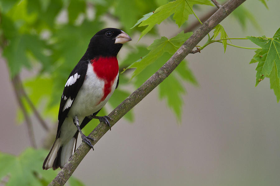 Rose Breasted Grosbeak Photograph by Jack R Perry
