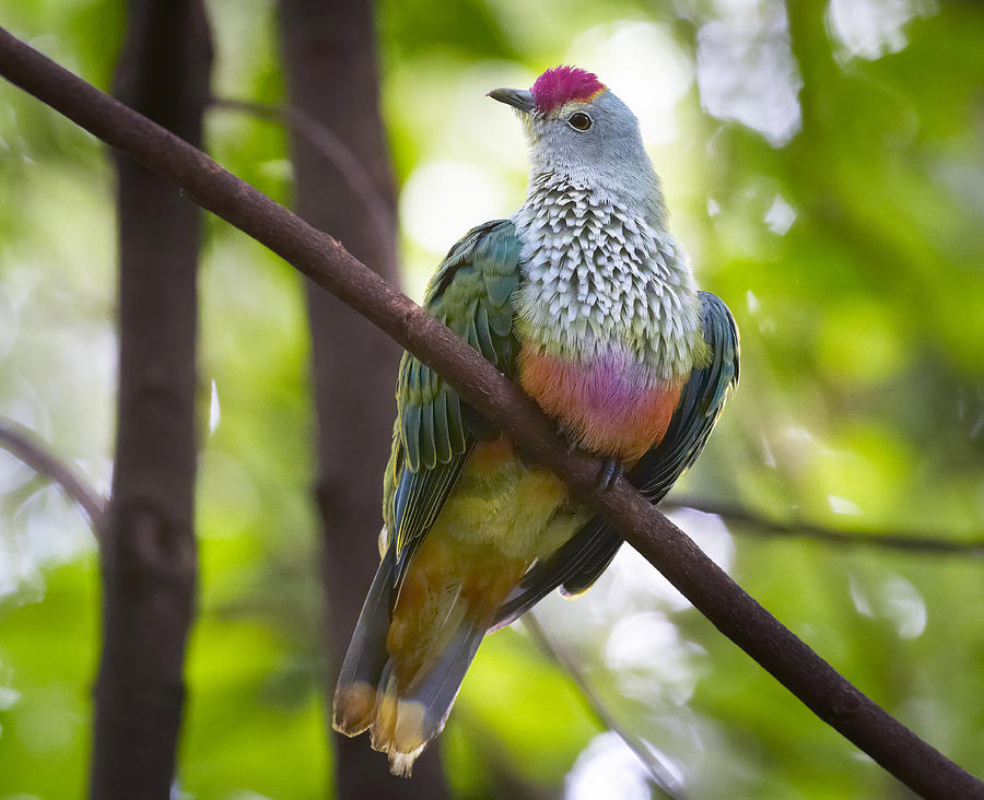 Rose-crowned Fruit-dove Australia #1 Photograph by Martin Willis