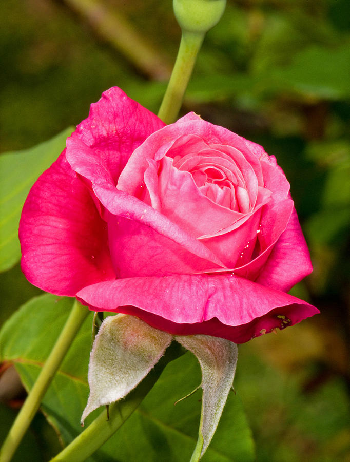 Rose Flower #2 Photograph by Millard H Sharp