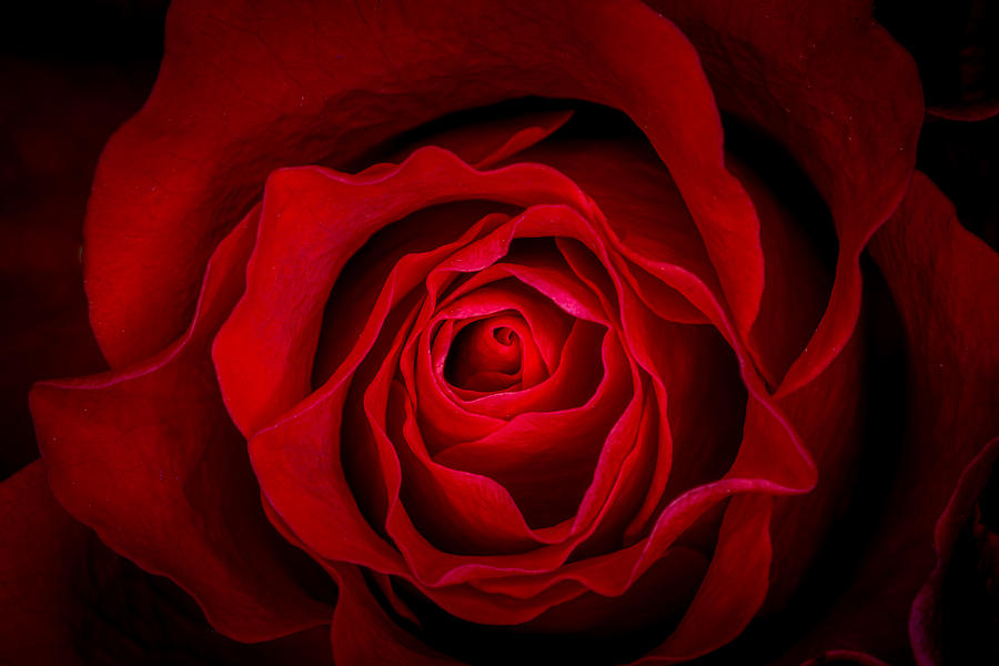 Flower Photograph - Rose #1 by Javier Luces