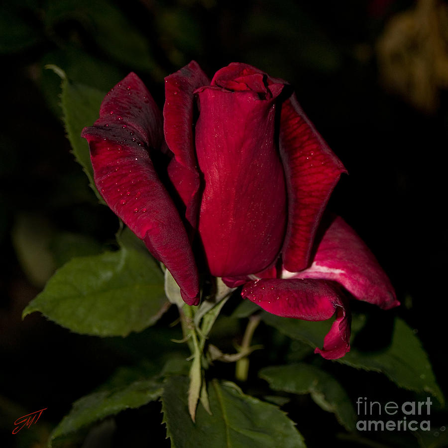 Rose Photograph - Rose #1 by Art by Magdalene