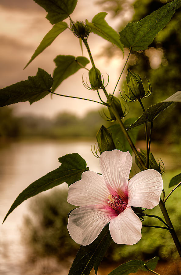 Rose Mallow #1 Photograph by Robert Charity
