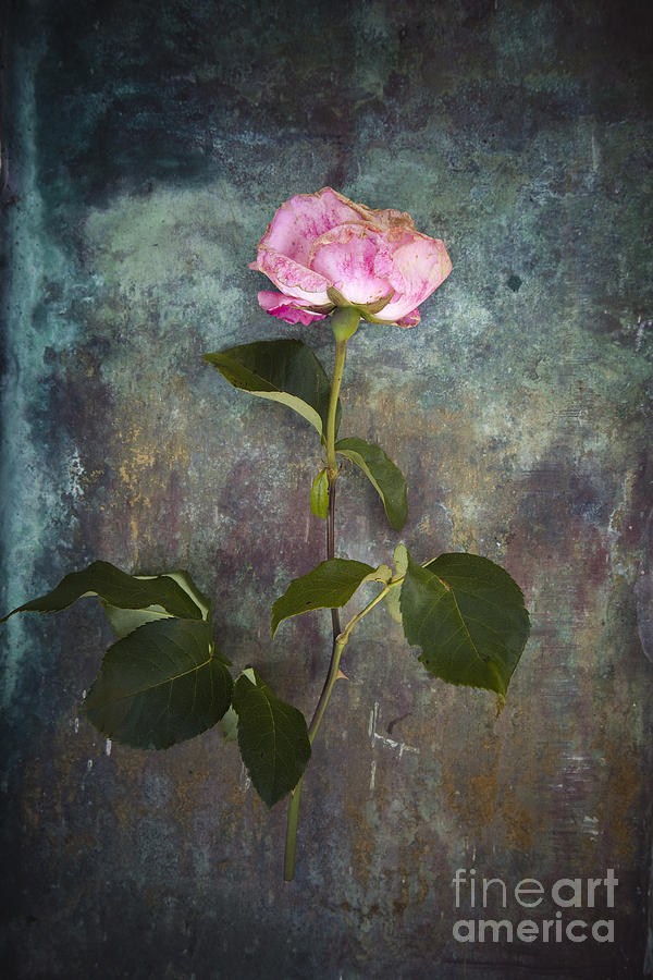 Rose #1 Photograph by Maria Heyens