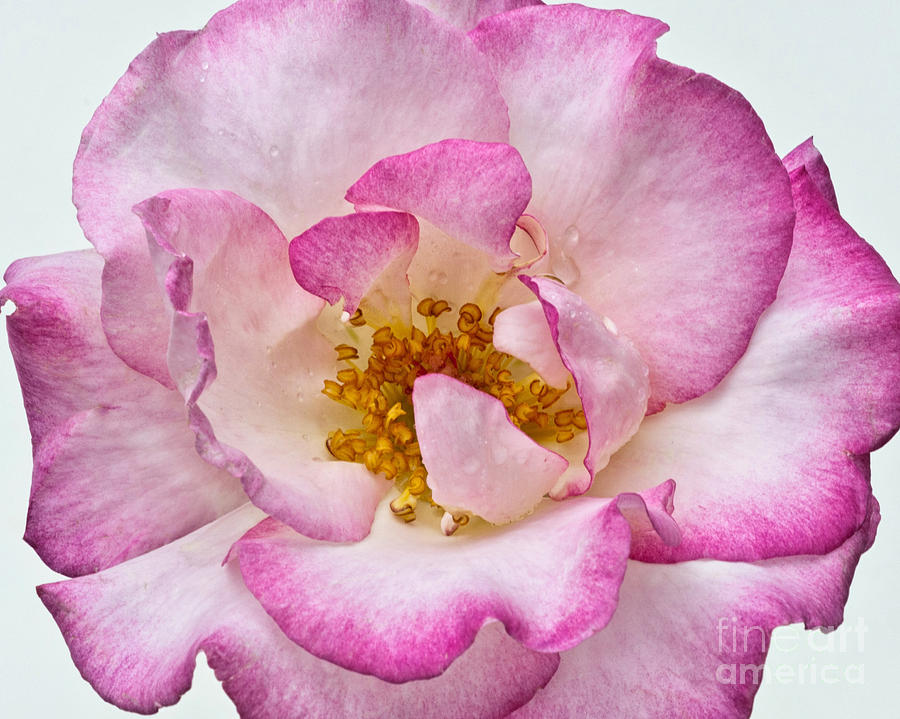 Spring Photograph - Rose by Marion Galt