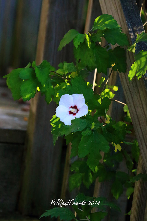 Rose of Sharon #1 Photograph by PJQandFriends Photography