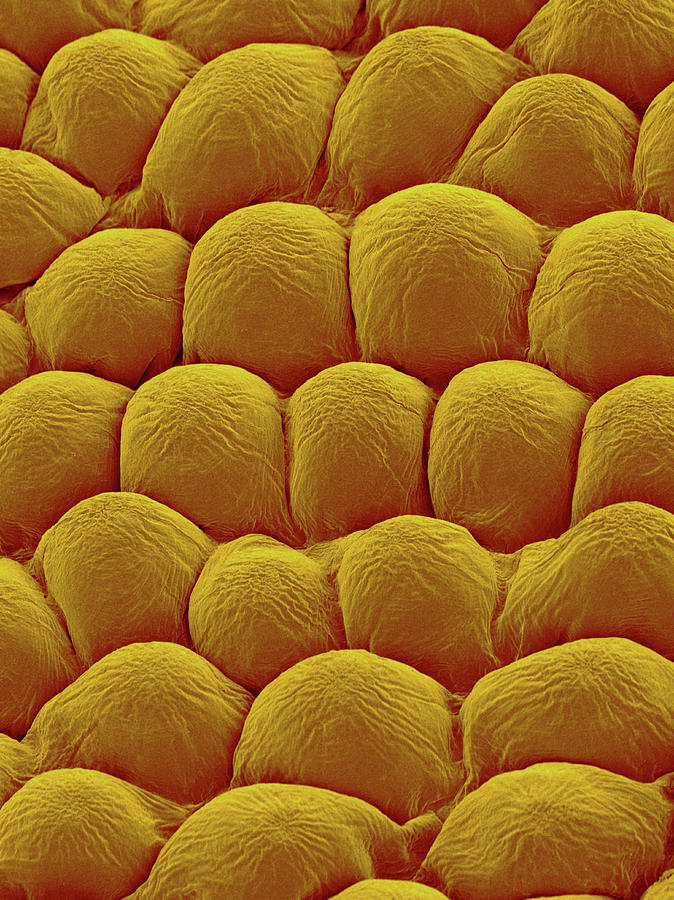 Rose Petal Upper Surface #1 Photograph by Dennis Kunkel Microscopy/science Photo Library
