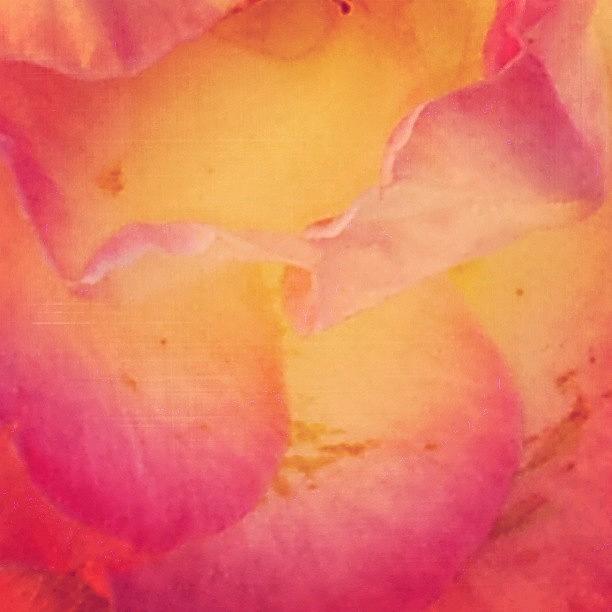 Rose Petals #1 Photograph by Kristy Vlad