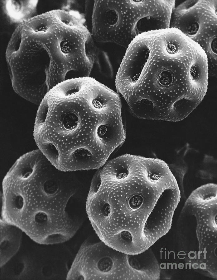 Black And White Photograph - Rose Pollen Sem #1 by David M. Phillips / The Population Council