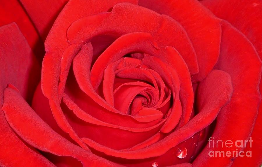 Rose Red #1 Photograph by Susan Garren