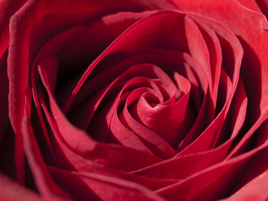 Rose Photograph - Rose Red #1 by Tara Lynn
