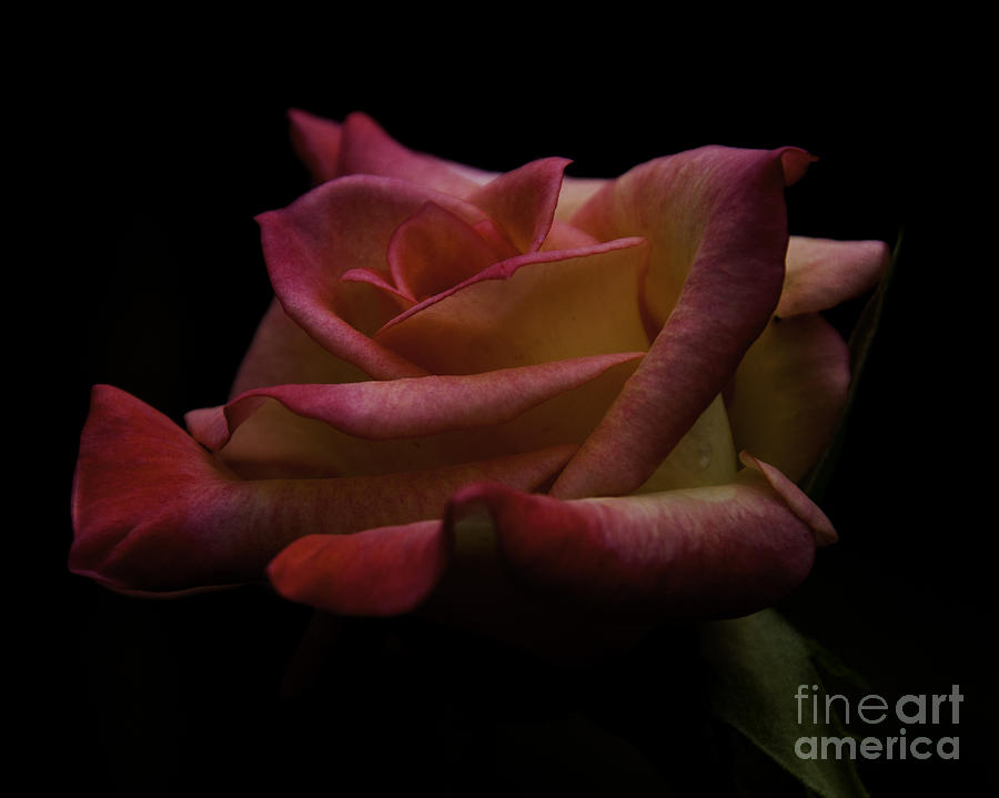Rose #1 Photograph by Ronald Grogan