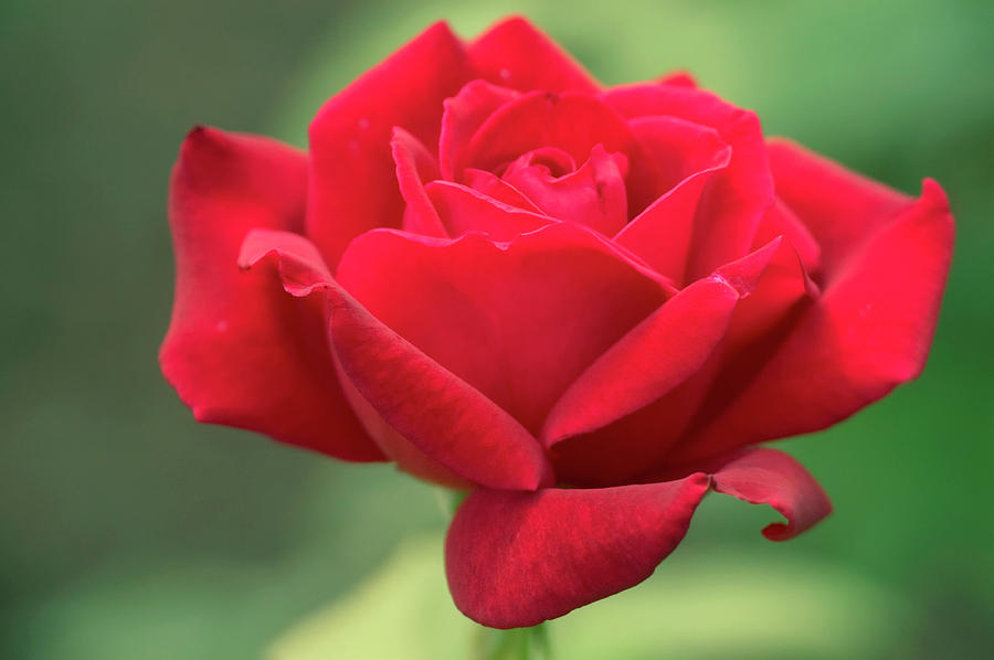 Spring Photograph - Rose (rosa black Magic) #1 by Maria Mosolova/science Photo Library