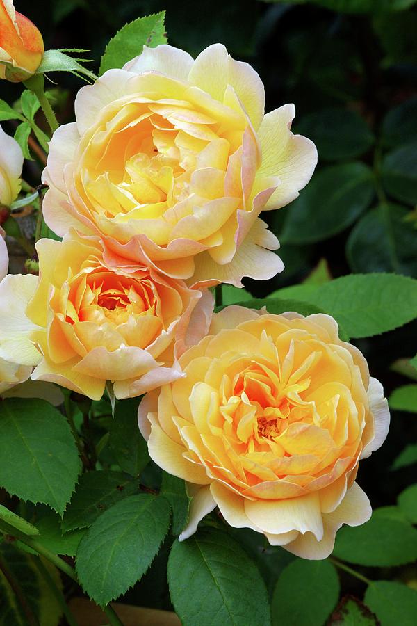 Rose (rosa grace (auskeppy)) #1 Photograph by Science Photo Library Rose (rosa grace (auskeppy)) #1 Photograph by Science Photo Library