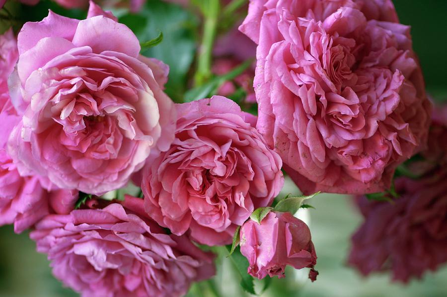 Flower Photograph - Rose (rosa Hybrid) #1 by Maria Mosolova