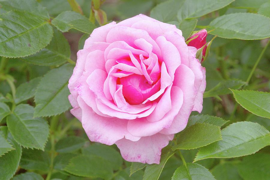 Rose (rosa Pretty Polly meitonje) #1 Photograph by Science Photo Library Rose (rosa Pretty Polly meitonje) #1 Photograph by Science Photo Library