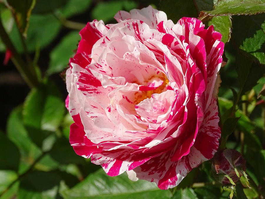 Rose #2 Photograph by Sergey  Nassyrov