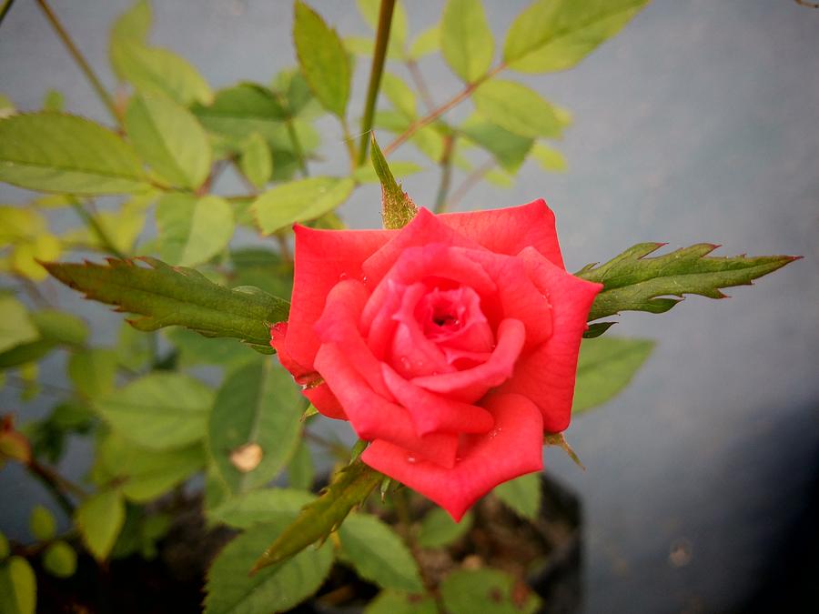 Rose Photograph - Rose #1 by Smrita Pradhan